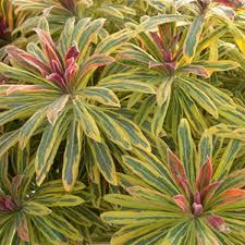 euphorbia-ascot-rainbow2.jpg