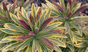 euphorbia-ascot-rainbow4.jpg