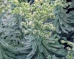 euphorbia-glacier-blue-1_0.jpg