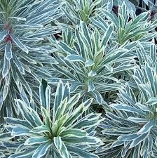 euphorbia-glacier-blue-2.jpg