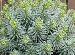 euphorbia-glacier-blue-3.jpg