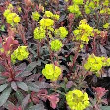 euphorbia-purpurea-1.jpg