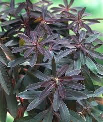 euphorbia-purpurea-2.jpg