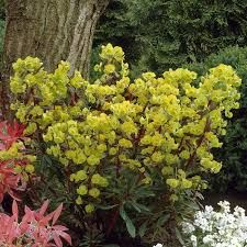 euphorbia-purpurea-3.jpg