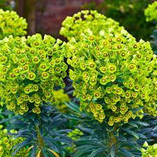 euphorbia-wulfenii-1.jpg