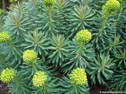 euphorbia-wulfenii-2.jpg