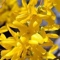 forsythia-lynwood-1_0.jpg