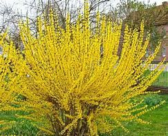 forsythia-lynwood-2_0.jpg