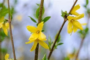 forsythia-lynwood-3_0.jpg