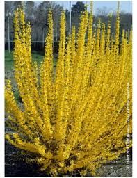 forsythia-lynwood-gold-1_0.jpg