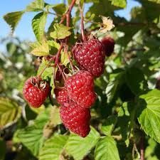 Collection petits fruits