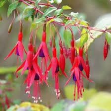 fuchsia-ricartonii-1.jpg