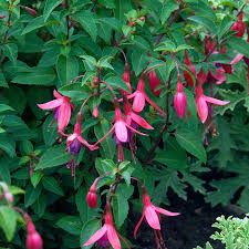 fuchsia-tom-thumb-1_0.jpg