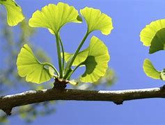 ginkgo-biloba-1.jpg