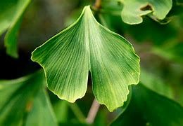 ginkgo-biloba-2.jpg