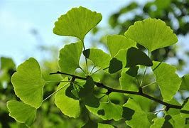 ginkgo-biloba-3.jpg