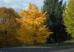 ginkgo-biloba-5.jpg