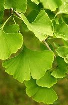 ginkgo-blagon-1.jpg