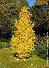 ginkgo-blagon-1_0.jpg