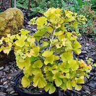 ginkgo-blagon-2.jpg