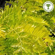 gleditsia-sunburst-2.jpg