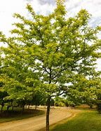 gleditsia-sunburst-3.jpg