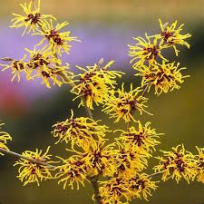 hamamelis-orange-beauty-1.jpg