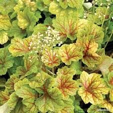 heuchera-electra-1_0.jpg