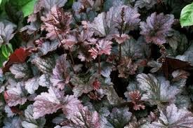 heuchera-purple-palace-1.jpg