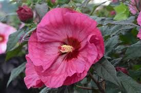 hibiscus-berry-awesome-1_0.jpg