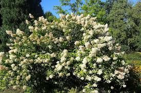 hortensia-paniculata-grandiflora-3.jpg