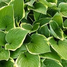 Collection hostas.