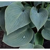 Hosta bressingham