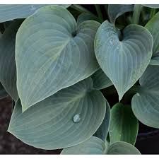 hosta-bressingham-1_0.jpg