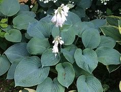 hosta-bressingham-2.jpg