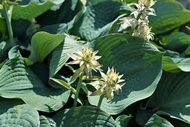 hosta-bressingham-3.jpg