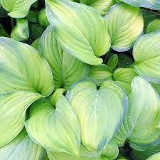 hosta-guacamole-1_0.jpg