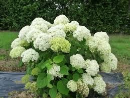 hydrangea-annabelle-1.jpg