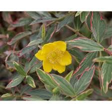 hypericum-tricolore-1.jpg