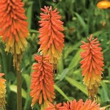 Collection kniphofias