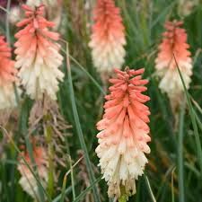 kniphofia-orange-vanilla-1.jpg