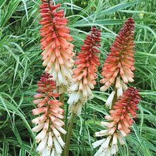 kniphofia-orange-vanille-1.jpg