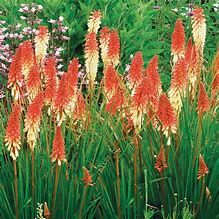 kniphofia-orange-vanille-2.jpg