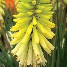 kniphofia-poco-yellow-1.jpg