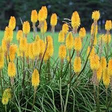 kniphofia-poco-yellow-2.jpg