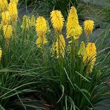 kniphofia-poco-yellow-3.jpg