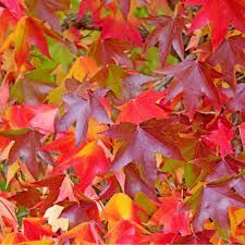 liquidambar-2_0.jpg