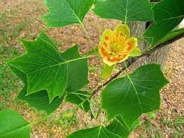 liriodendron-1_0.jpg