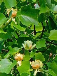 liriodendron-4_0.jpg