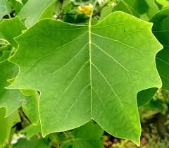 liriodendron-5_0.jpg